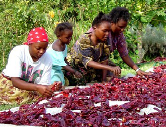 Record Low for Coffee Bean Crops