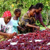 Record Low for Coffee Bean Crops
